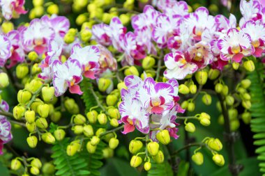 Duvar kağıdı veya arkaplan için mor Dendrobium Orkide güzel çiçek