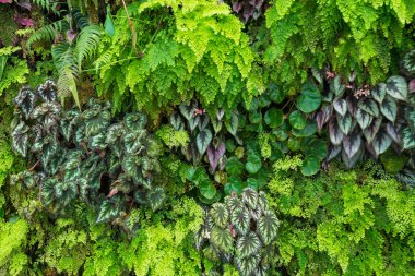 Tropikal yağmur ormanlarının güzel doğası arka plan için yapay bahçe dekorasyonbitki