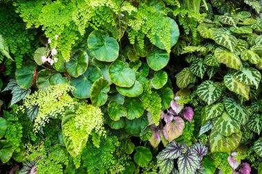 Tropikal yağmur ormanlarının güzel doğası arka plan için yapay bahçe dekorasyonbitki