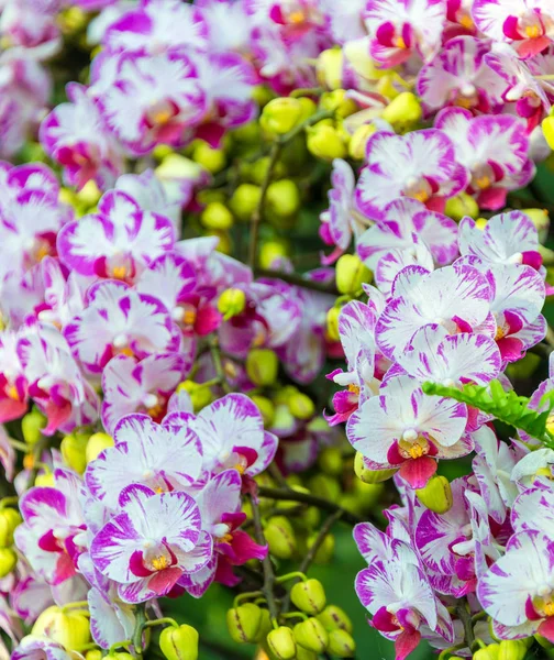 Lila Dendrobium Orkidé Vacker Blomma För Tapeter Eller Bakgrund — Stockfoto