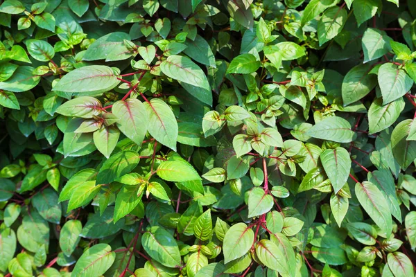Όμορφο Φυσικό Φρέσκο Πράσινο Φύλλα Μοτίβο Για Φόντο Ταπετσαρία — Φωτογραφία Αρχείου