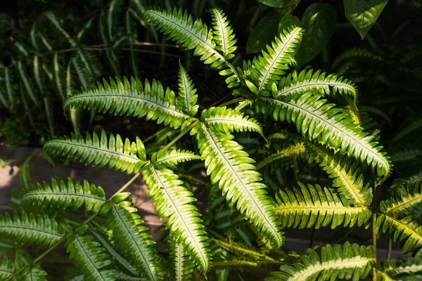 Indah Daun Hijau Alami Pakis Dengan Cahaya Dan Bayangan Hutan — Stok Foto