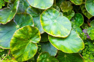 Tropikal yağmur ormanlarının güzel doğası arka plan için yapay bahçe dekorasyonbitki