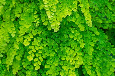 Natural fresh green leaves Maidenhair fern or Adiantum capillus veneris Leafs texture pattern for environment and ecology nature concept design background clipart