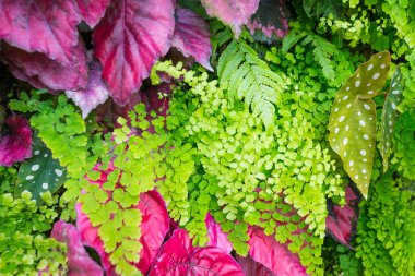 Tropikal yağmur ormanlarının güzel doğası arka plan için yapay bahçe süslemesi eker