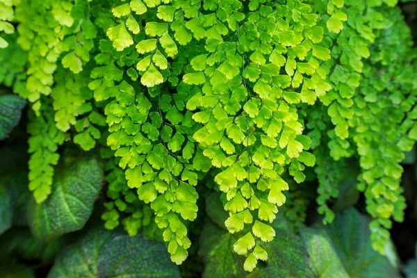 Natural Fresh Green Leaves Maidenhair Fern Adiantum Capillus Veneris Leafs — Stock Photo, Image