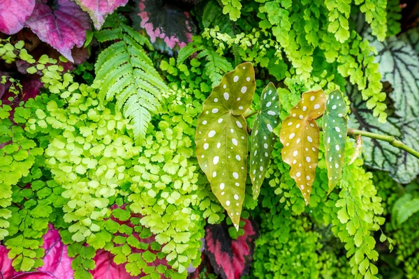 热带雨林的美丽自然植物人工花园装饰为背景 — 图库照片