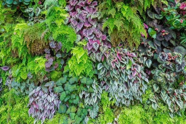 Tropikal yağmur ormanlarının güzel doğası suni bahçe süslemesi eker. 