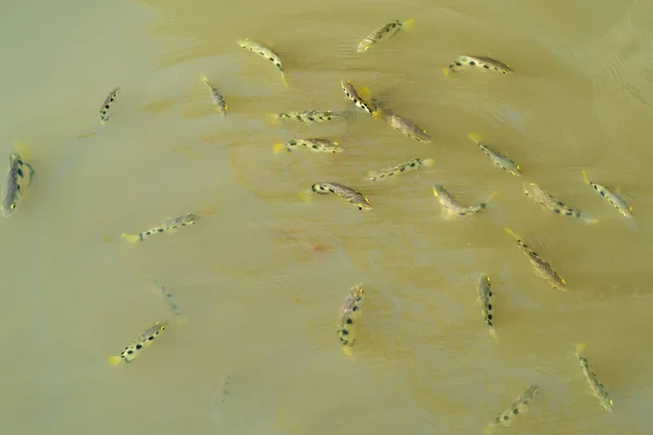 Рыба Лучник Рыба Дудочник Науке Называют Toxotes Chatareus Пресноводной Рыбой — стоковое фото