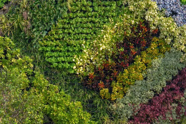 Lindas Folhas Verdes Frescas Naturais Para Fundo Papel Parede — Fotografia de Stock