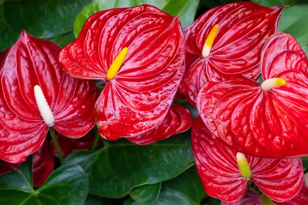 Bunga Anthurium Flamingo Flower Boy Flower Pigtail Flamingo Flower Crystal — Stok Foto