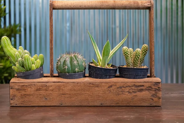 Bellissimo Cactus Vaso Sul Tavolo Legno Con Decorazione Parete Zinco — Foto Stock