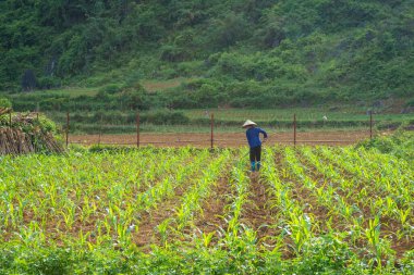 Vietnamlı kadın çiftçiler toprağı işliyor, yiyecek için mısır ekiyor ve Vietnam kırsalında hayvan yetiştiriyor.