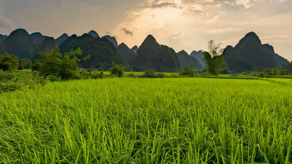 Schöne Natürliche Berge Und Grüne Reisfelder Mit Sonnenuntergang Die Reiseattraktion — Stockfoto