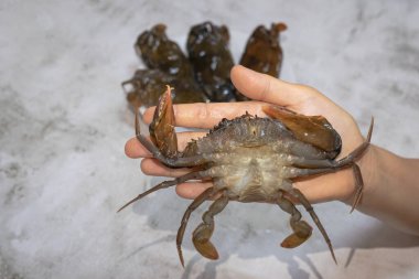 Yengeç tüy dökme bilimi adı Scylla serrata. Çamur yengeç yiyeceği. Hammaddeleri koruma.