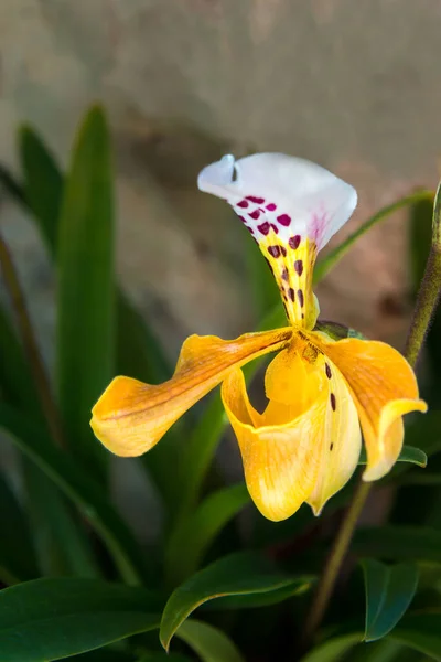 Indah Kuning Paphiopedilum Exul Bunga Anggrek Atau Lady Slipper Anggrek — Stok Foto