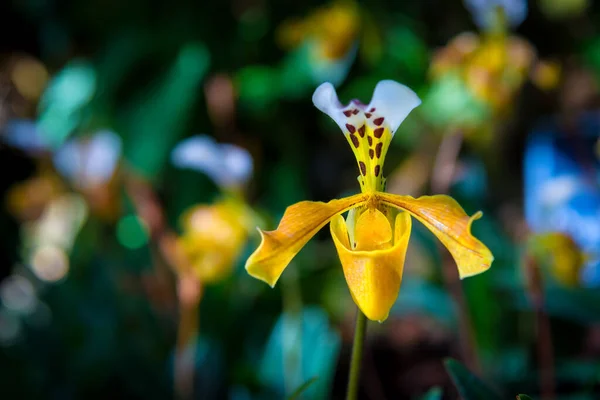 Vacker Gul Paphiopedilum Exul Orkidé Blomma Eller Dam Toffel Orkidé — Stockfoto