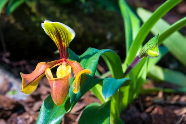 Hermosa Flor Amarilla Orquídea Del Exul Paphiopedilum Orquídea Zapatilla Señora — Foto de Stock