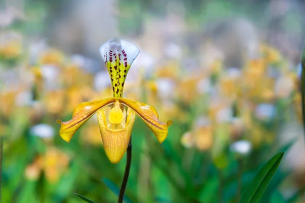 Hermosa Flor Amarilla Orquídea Del Exul Paphiopedilum Orquídea Zapatilla Señora — Foto de Stock