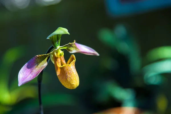 Hermosa Flor Orquídea Paphiopedilum Callosum Orquídea Zapatilla Señora Flor Tropical — Foto de Stock