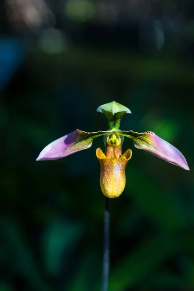 Hermosa Flor Orquídea Paphiopedilum Callosum Orquídea Zapatilla Señora Flor Tropical — Foto de Stock