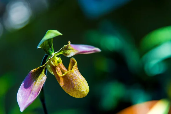 Hermoso Amarillo Paphiopedilum Exul Orquídea Flor Dama Zapatilla Orquídea Flor — Foto de Stock