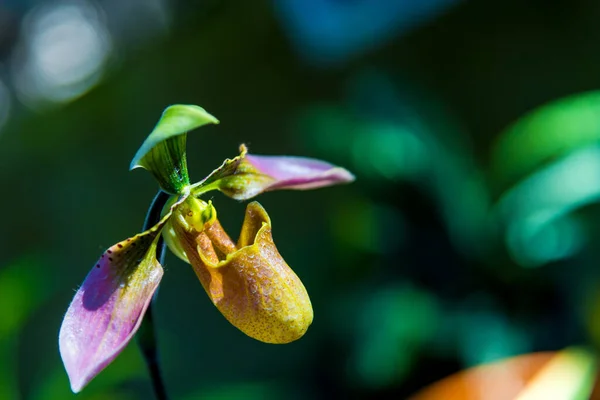 Vackra Gula Paphiopedilum Exul Orkidé Blomma Eller Dam Toffel Orkidé — Stockfoto