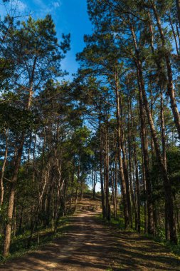  Çam ormanının tepesinde, Tayland 'ın Chiang Mai kentindeki Doi Luang Chiang Dao' nun popüler kamp manzarasına giden güzel bir yol. Kuzeydeki en yüksek ikinci dağ olan inanılmaz doğa yürüyüşü için turistik bir yer ve ilgi odağı.