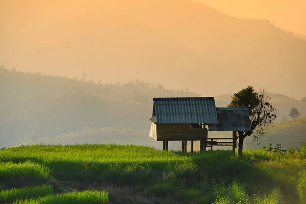 Prachtige Zonsondergang Met Frisheid Natuurlijke Groene Rijst Rijstveld Kleine Hut — Stockfoto