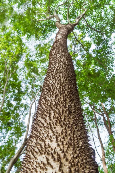 Bombax Ceiba Текстурированные Поверхность Ствола Колючей Капок Дерево Красный Шелк — стоковое фото
