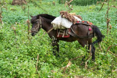 Arazide Hmong yiyen katır erkek eşeklerle dişi atlar arasında melez bir hayvandır. Lure genellikle yem özelliklerini yüklemek için kullanılır. 