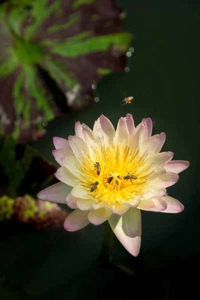 Beautiful yellow lotus flower, Water Lilies or Nymphaeaceae blooming with freshness natural in pond gardening plant for home and living concept