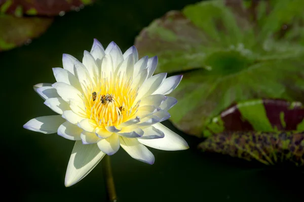 Beautiful yellow lotus flower, Water Lilies or Nymphaeaceae blooming with freshness natural in pond gardening plant for home and living concept