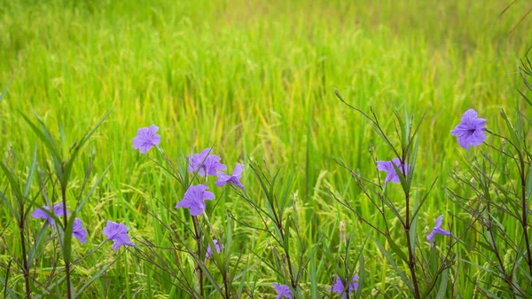 Hermosas Flores Color Púrpura Ruellia Siamensis Imlay Hygrophila Erecta Burm — Foto de Stock