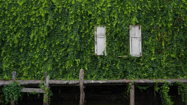 Schöne Natürliche Grüne Blätter Wand Frische Gartenpflanze Und Alte Hölzerne — Stockfoto