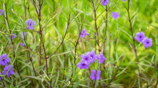 Красивые Фиолетовые Цветы Ruellia Siamensis Imlay Hygrophila Erecta Burm Hochr — стоковое фото