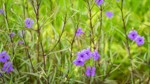 Piękne Fioletowe Kwiaty Ruellia Siamensis Imlay Lub Hygrophila Erecta Burm — Zdjęcie stockowe