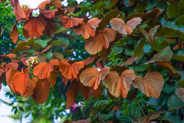 Phanera Aureifolia Bauhinia Aureifolia Atau Emas Daun Bauhinia Adalah Tanaman — Stok Foto