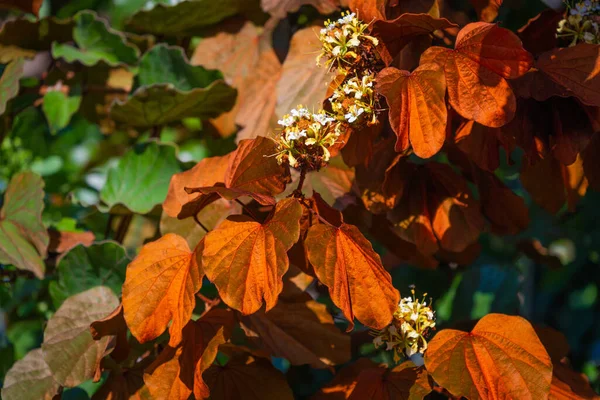 Phanera Aureifolia Bauhinia Aureifolia Atau Emas Daun Bauhinia Adalah Tanaman — Stok Foto