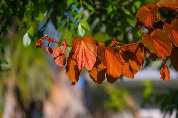 Phanera aureifolia, Bauhinia aureifolia or Gold leaf Bauhinia are rare vines. Young leaves are green and turn gold as they mature. Endemic plant found only in Southern Thailand