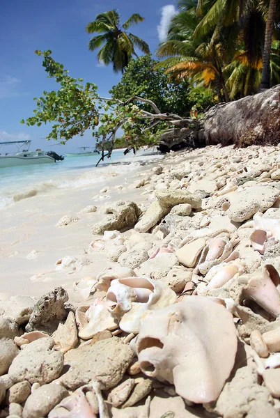 Large ocean shell pink pearl Strombus gigas and the coral lying on a white sand Caribbean beach on Saona island Dominican Republic. Palm trees and tropical trees in the background
