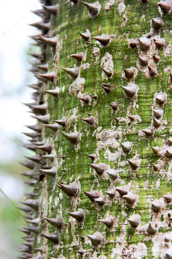 The prickly trunk of a tree Sandbox Tree of tropical forests. Green thorns of the hura crepitans.