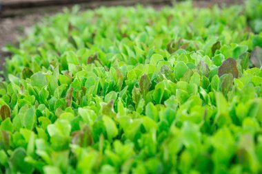 Yeşil marul yaprakları. Taze, taze ve taze marul yaprakları bahçede yetişir. Saf yeşil bir halı. Parlak yeşil vejetaryen bahar arkaplanı. Yeşil salata yetişir Yeşil salata