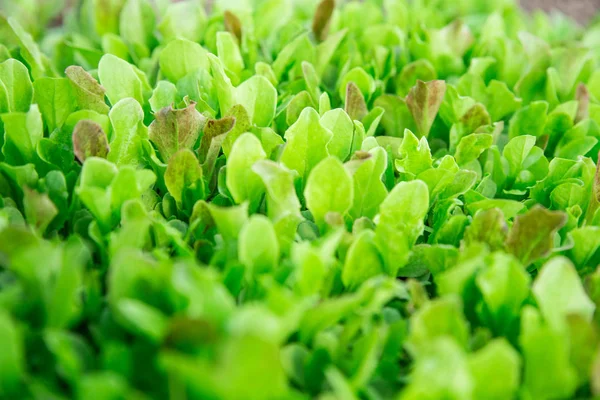 Green lettuce leaves. Fresh, young and tender lettuce leaves grow in the garden. A solid green carpet. Bright green vegetarian spring background. Green salad grows Green salad grows