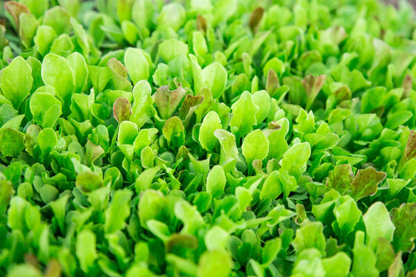 Зеленые листья салата. В саду растут свежие, молодые и нежные листья салата. Твердый зелёный ковёр. Ярко-зеленый вегетарианский фон весной. Зеленый салат растет Зеленый салат растет