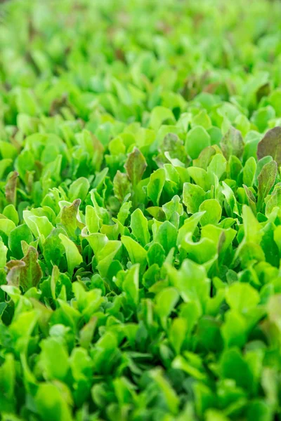 Green lettuce leaves. Fresh, young and tender lettuce leaves grow in the garden. A solid green carpet. Bright green vegetarian spring background. Green salad grows Green salad grows