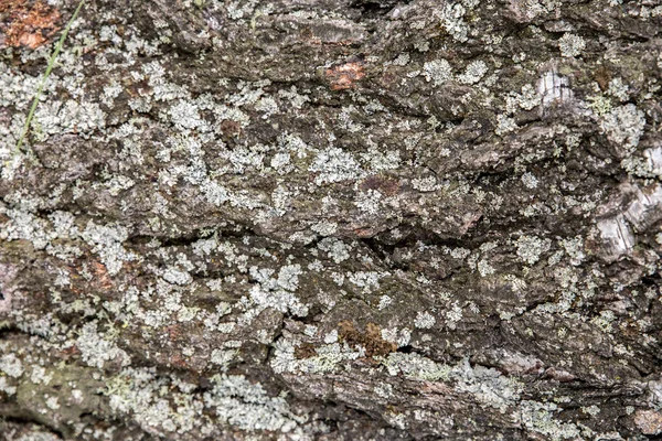 Fundos de uma origem natural de casca de árvores, álamo ou álamo, são poluídos por esporos do musgo e plantas de líquen que crescem em uma superfície de madeira Fundo, casca de árvore com líquen crescendo verticalmente — Fotografia de Stock