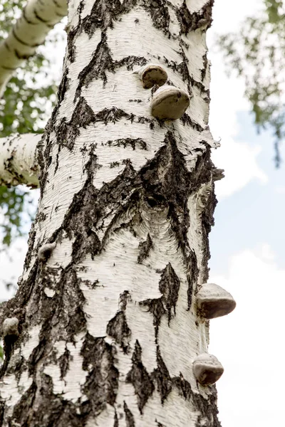 Tronco di betulla con funghi di legno. Betulla corteccia naturale. Struttura in legno per il design e la decorazione. Colore bianco, latte. Modello con crepe scure . — Foto Stock