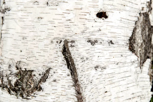 Natuurlijke schors berken boom. Hout textuur voor design en decoratie. Kleur wit, melk. Patroon met donkere scheuren. Gebleekt hout. Witte en grijze bruine achtergrond. — Stockfoto