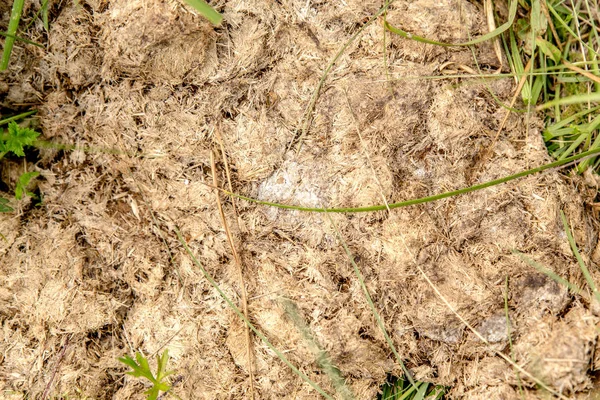 新鮮な馬の肥料のクローズアップ。馬のうんち。草の上の肥料の質感. — ストック写真